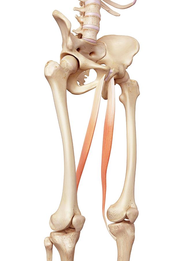 Human Muscles Of Leg Photograph by Sebastian Kaulitzki/science Photo ... Biology Diagrams