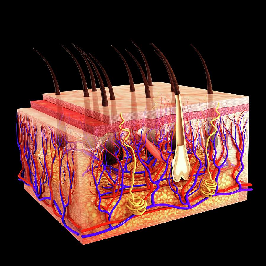 Human Skin Photograph by Pixologicstudio - Fine Art America
