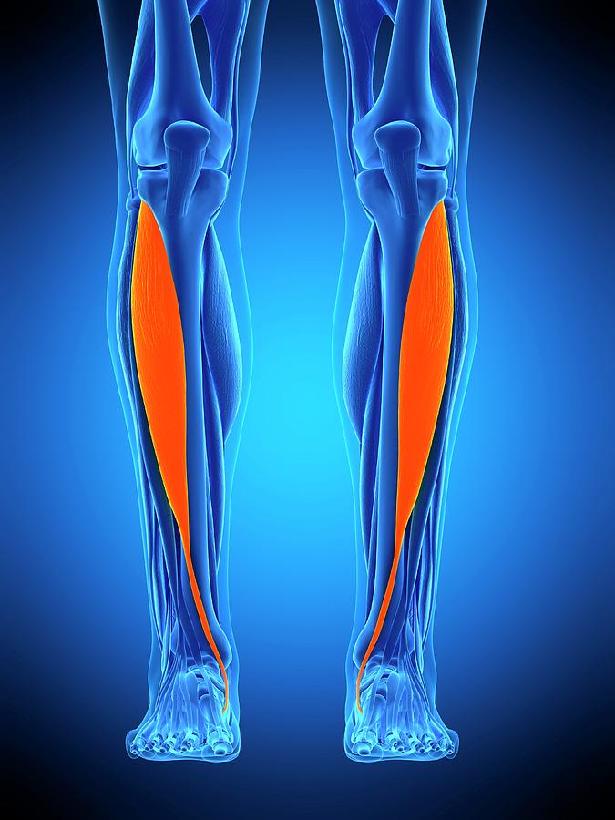 Leg Muscles #67 by Sebastian Kaulitzki/science Photo Library