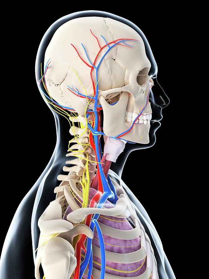 Male Anatomy #67 Photograph by Sciepro/science Photo Library - Fine Art ...