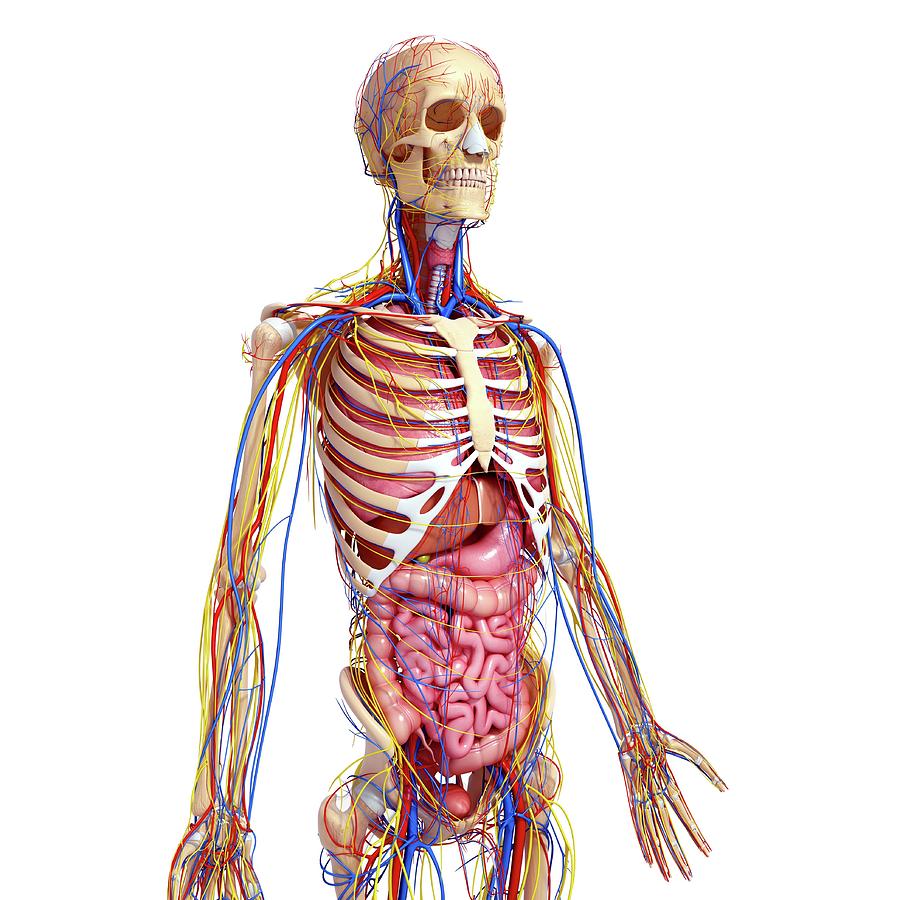 Male Anatomy Photograph by Pixologicstudio/science Photo Library - Fine ...