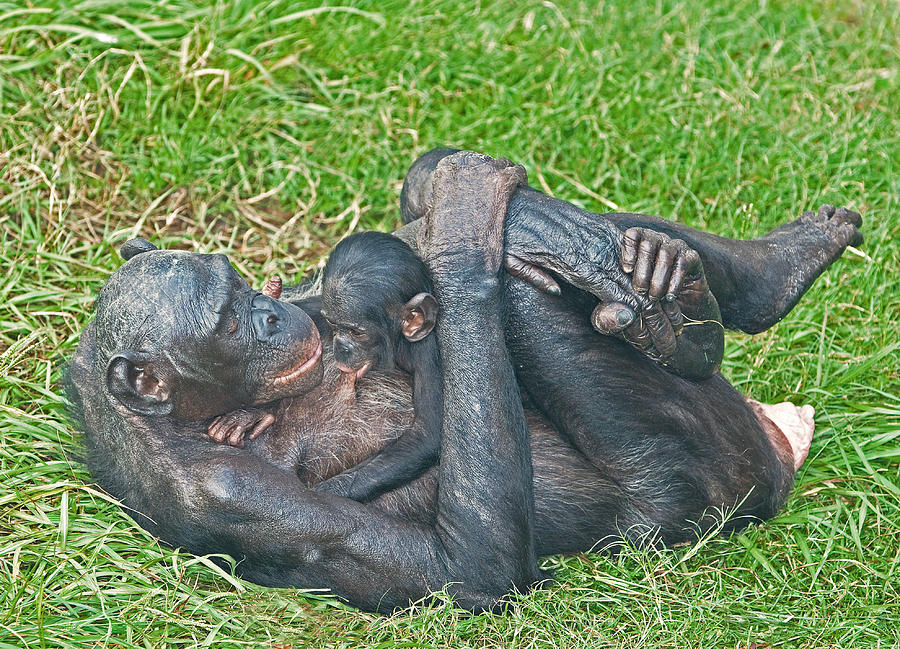 Bonobo Mother And Baby #68 Photograph by Millard H. Sharp
