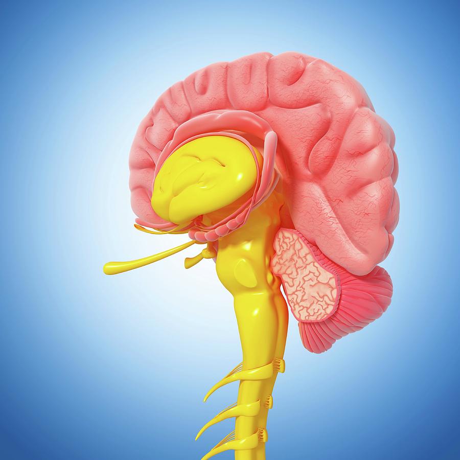 Brain Anatomy Photograph By Pixologicstudio Science Photo Library Pixels