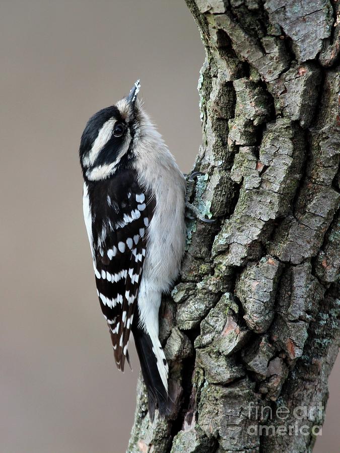 Downy Woodpecker #68 Photograph by Jack R Brock
