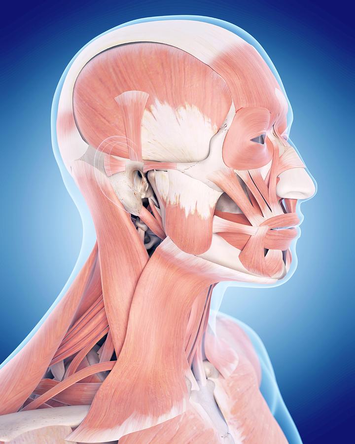 Human Facial Muscles Photograph by Sebastian Kaulitzki/science Photo ...