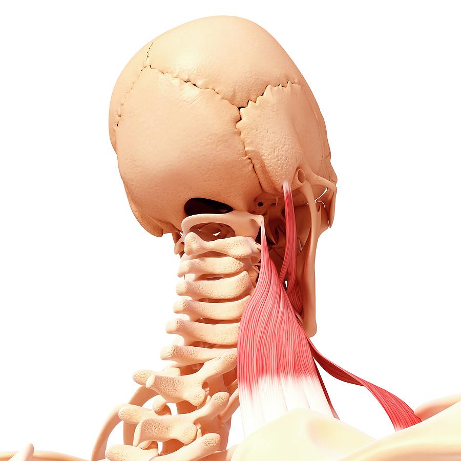 Human Neck Musculature #68 Photograph by Pixologicstudio/science Photo ...