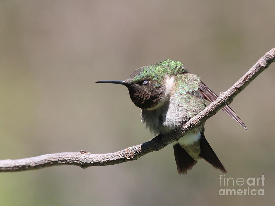 Ruby-throated Hummingbird #68 Photograph by Jack R Brock
