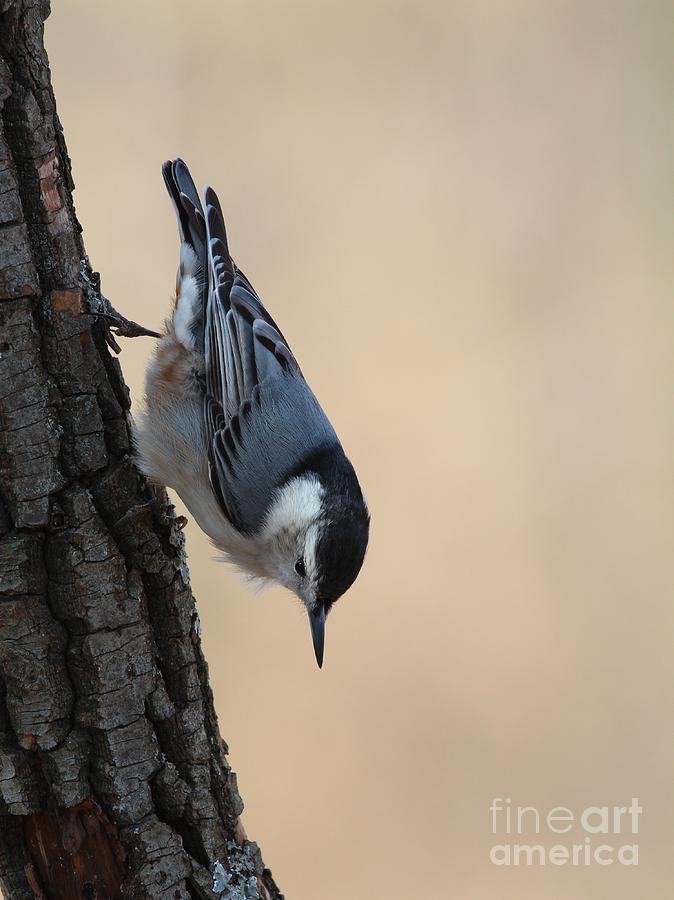 White-breasted Nuthatch #68 Photograph by Jack R Brock