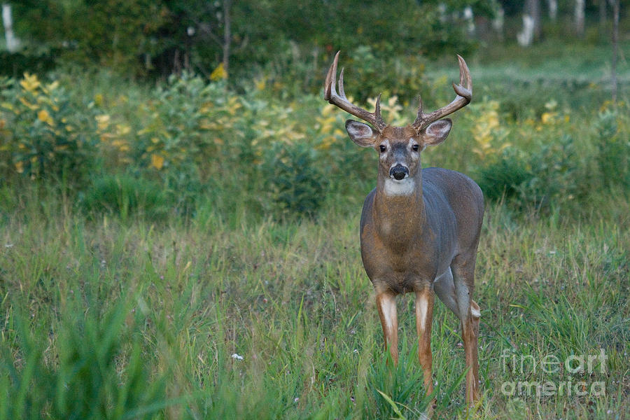 White-tailed Buck #68 Photograph by Linda Freshwaters Arndt