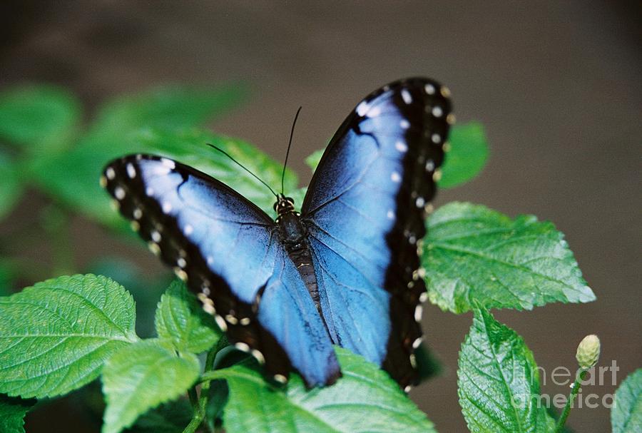 Nature Photograph - #686 24A butterfly blues FILM.jpg #686 by Robin Lee Mccarthy Photography