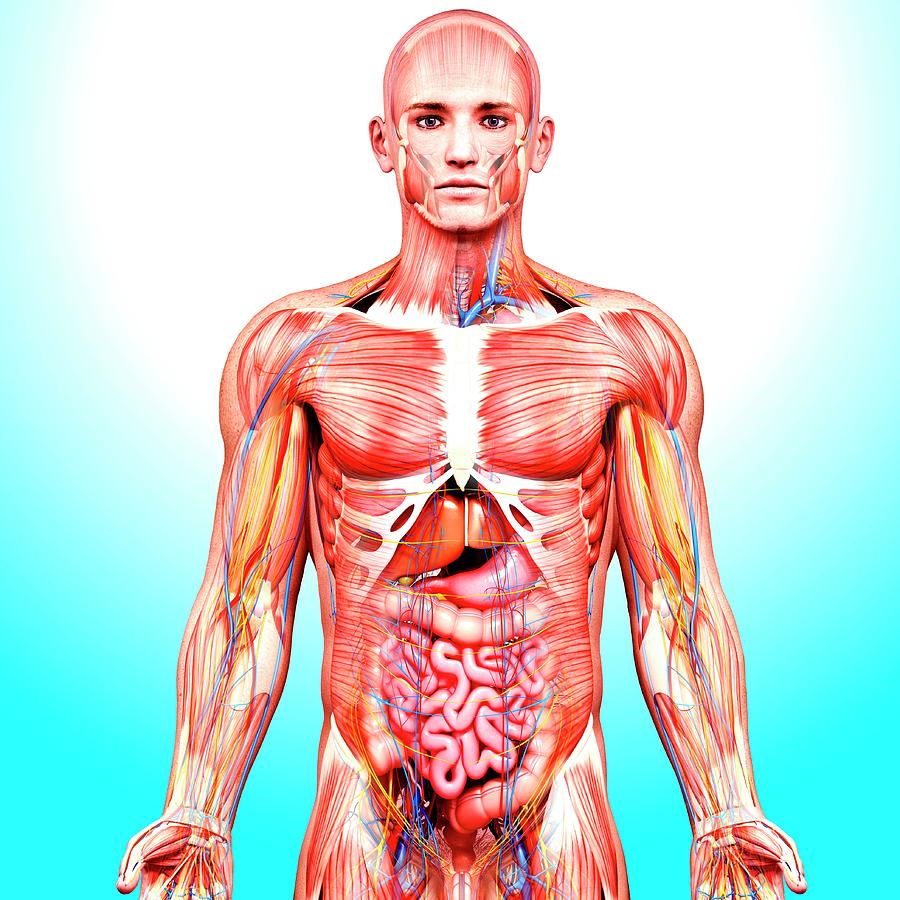 Male Anatomy Photograph By Pixologicstudio Science Photo Library Fine