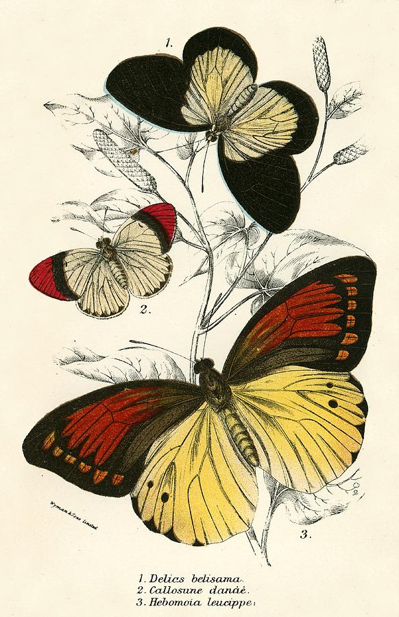 Butterflies Painting by English School - Fine Art America