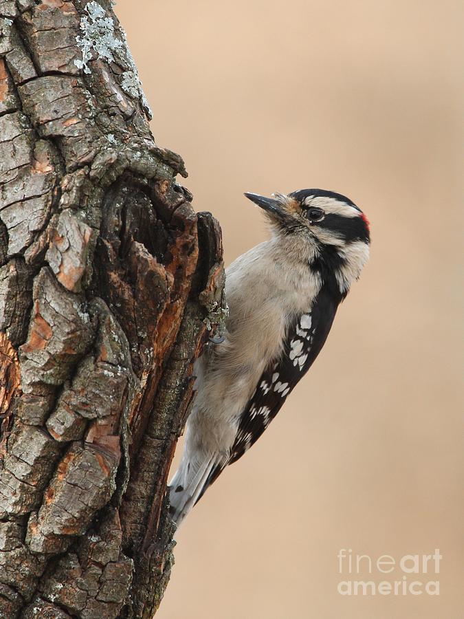 Downy Woodpecker #69 Photograph by Jack R Brock