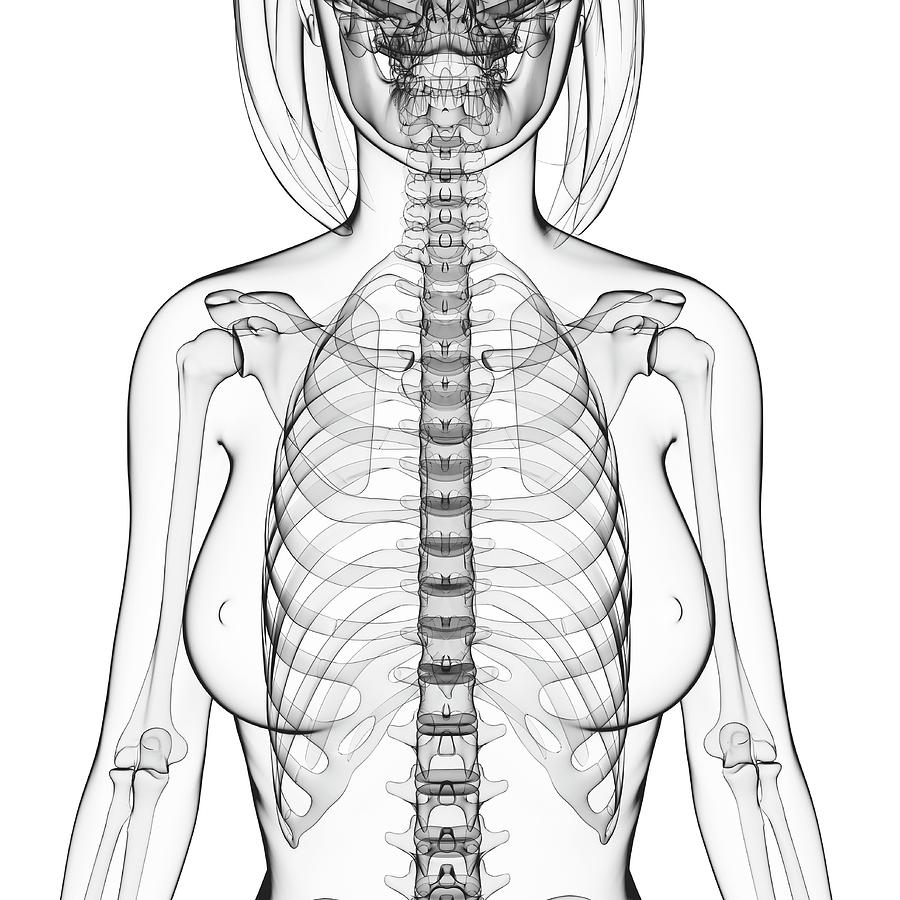 Female Skeleton #69 by Science Photo Library