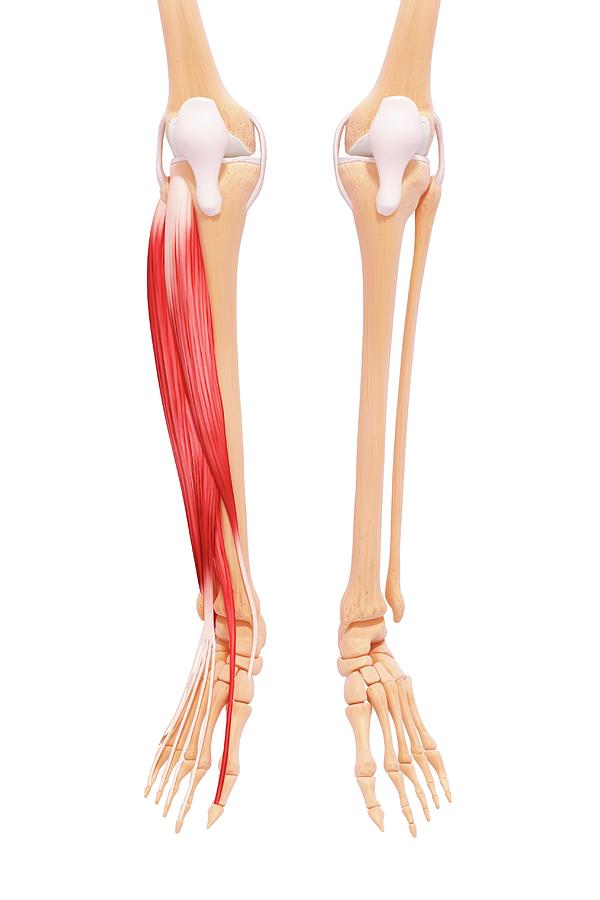 Human Leg Musculature Photograph by Pixologicstudio/science Photo ...