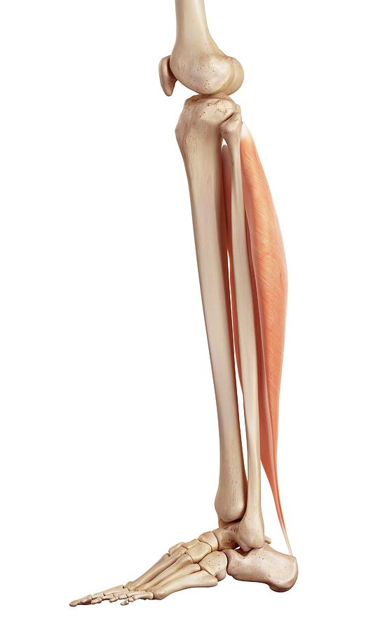 Human Muscles Of Leg Photograph by Sebastian Kaulitzki/science Photo ... Biology Diagrams