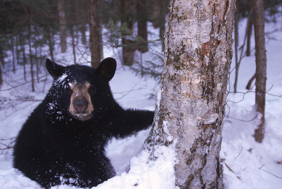 Raising Black Bears In New Hampshire Photograph by Robert Caputo - Fine