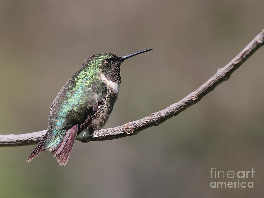 Ruby-throated Hummingbird #69 Photograph by Jack R Brock