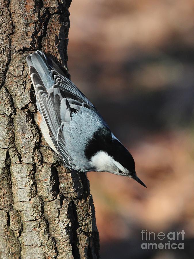 White-breasted Nuthatch #69 Photograph by Jack R Brock