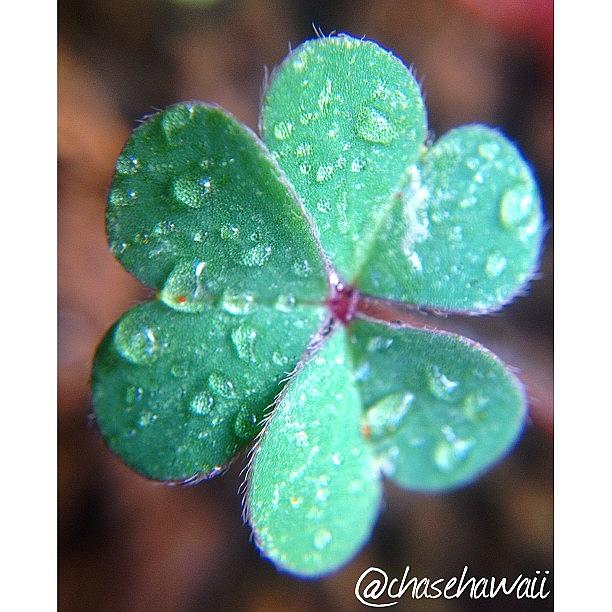 Clover Photograph - Instagram Photo #691378448740 by Chase Yamada