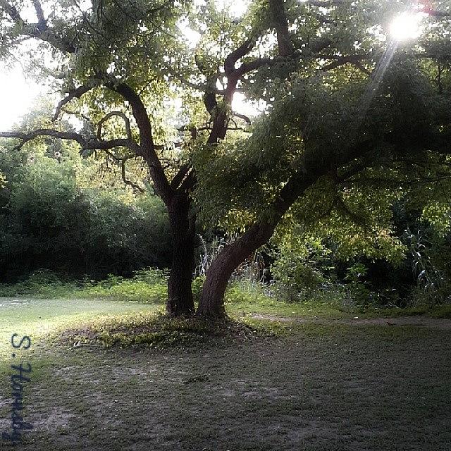 Tree Photograph - Instagram Photo by Samantha Hornsby