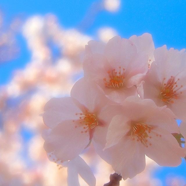 Cherryblossom Photograph - Instagram Photo #691412826678 by Kanae Tanno