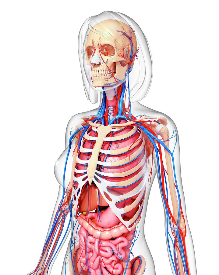 Female Anatomy #699 by Pixologicstudio/science Photo Library