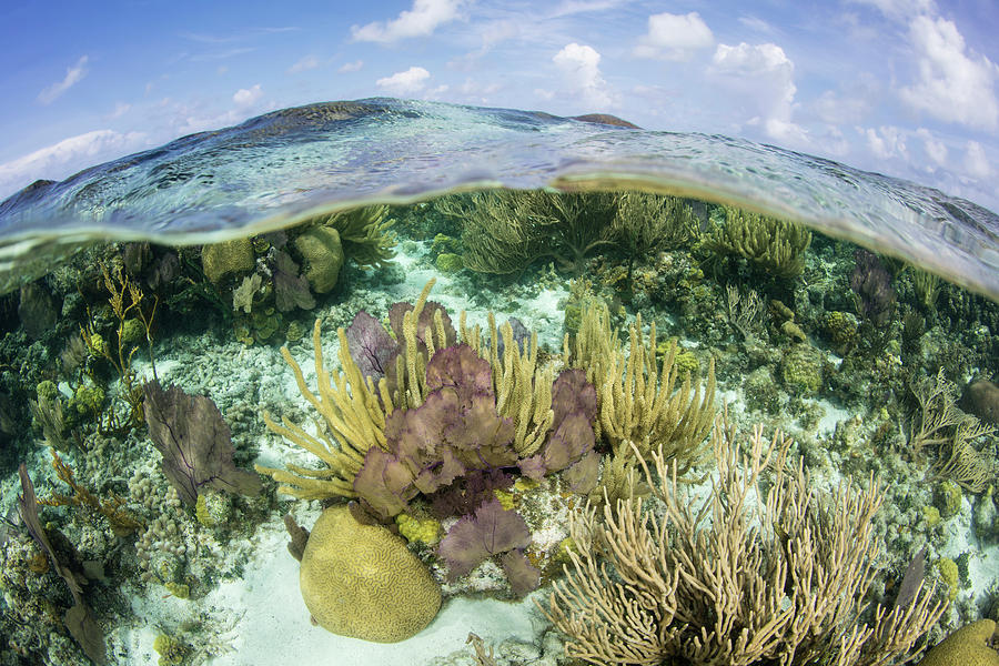 A Split Level View Of A Coral Reef #7 Photograph by Ethan Daniels
