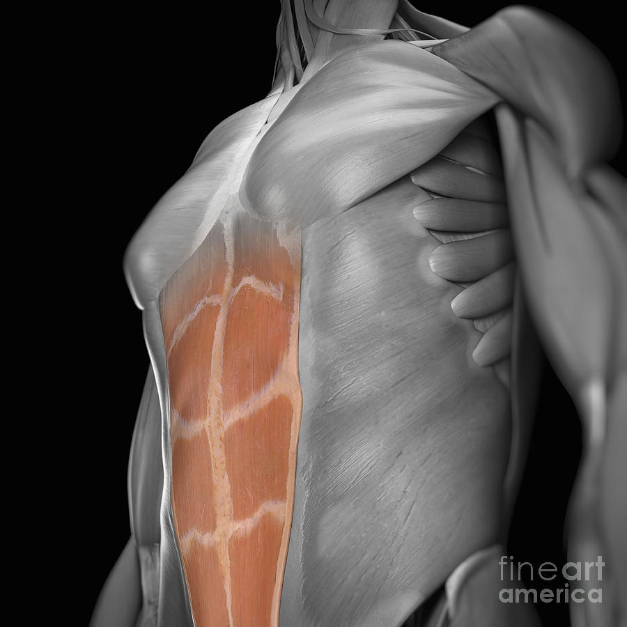 Abdominal Muscles #7 Photograph by Science Picture Co