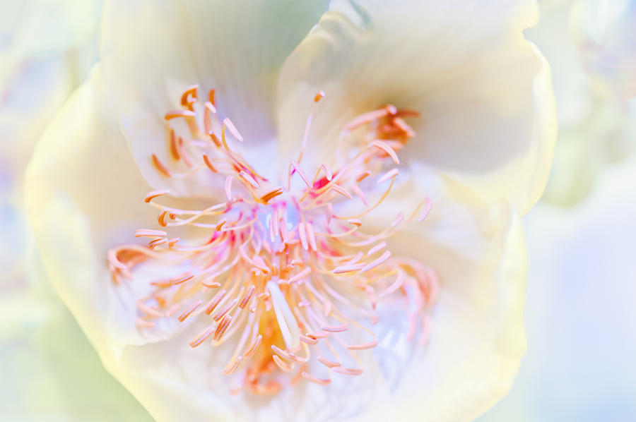 Abstract Flower Photograph