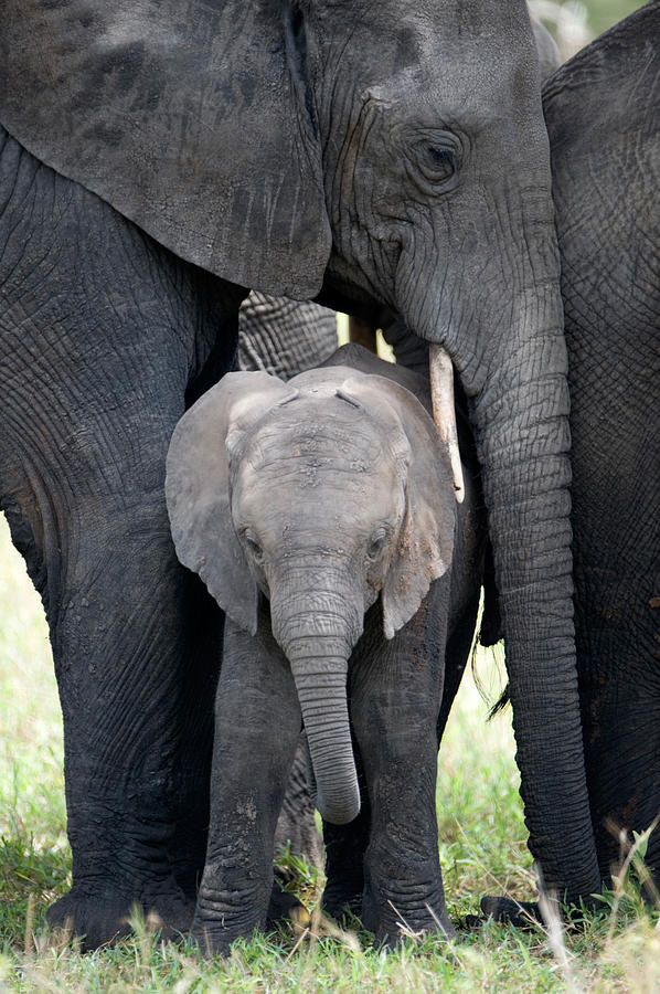 Tarangire National Park Photograph - African Elephant Loxodonta Africana #7 by Panoramic Images