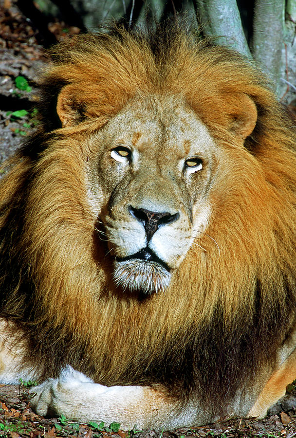 African Lion #7 Photograph by Millard H. Sharp