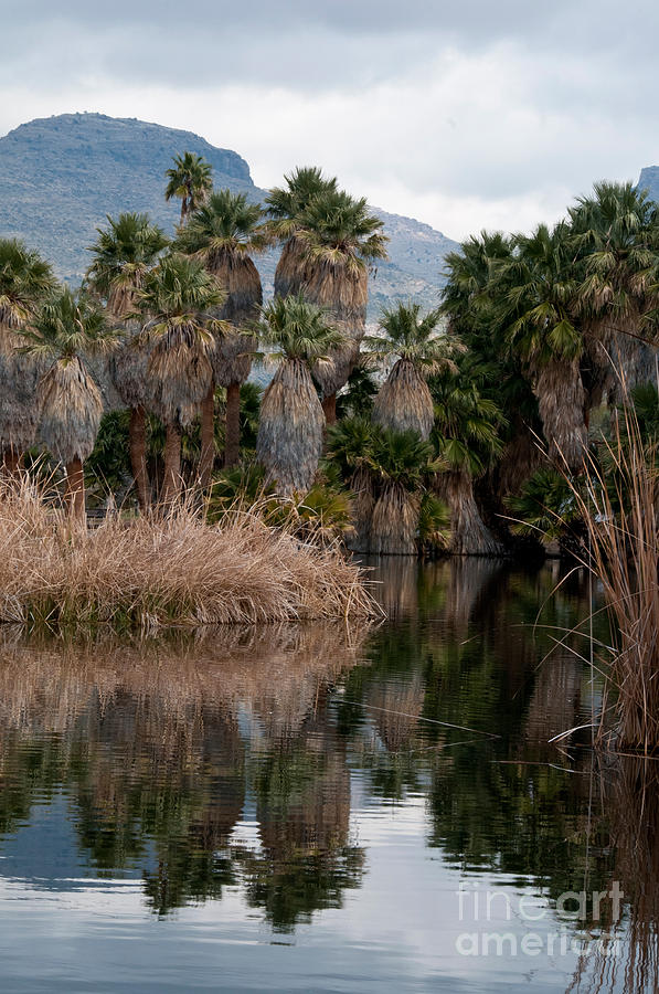 Nature Photograph - Agua Caliente Regional Park, Arizona #7 by Mark Newman