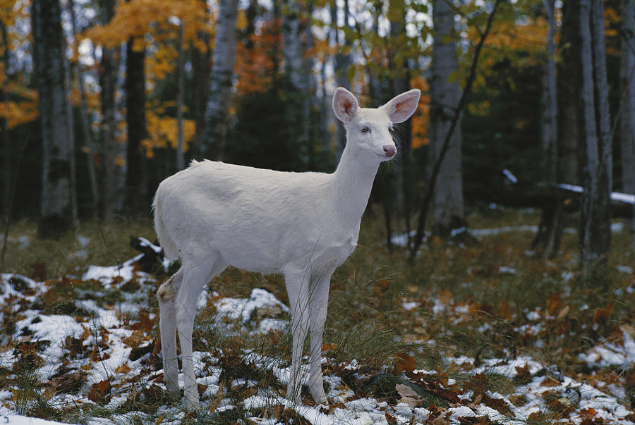 Albino White-tailed Deer #7 Photograph by Thomas And Pat Leeson