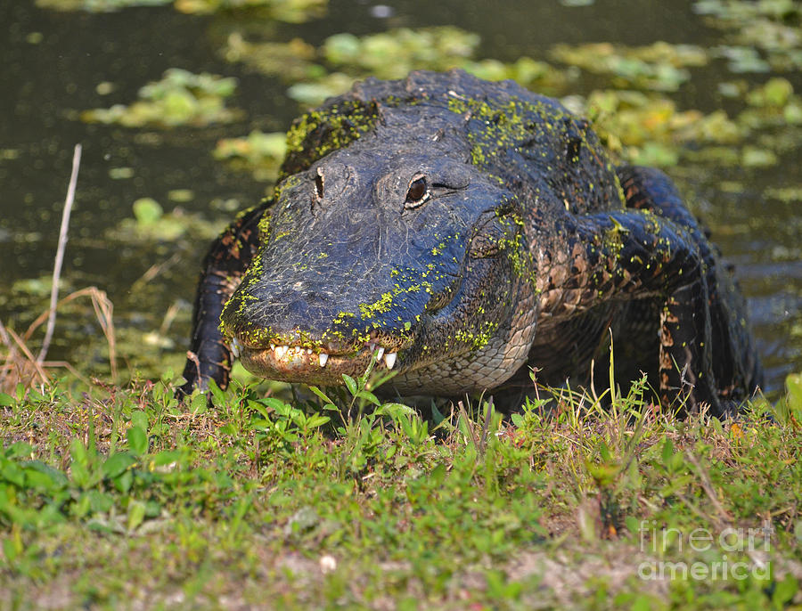 7- Alligator Photograph by Joseph Keane