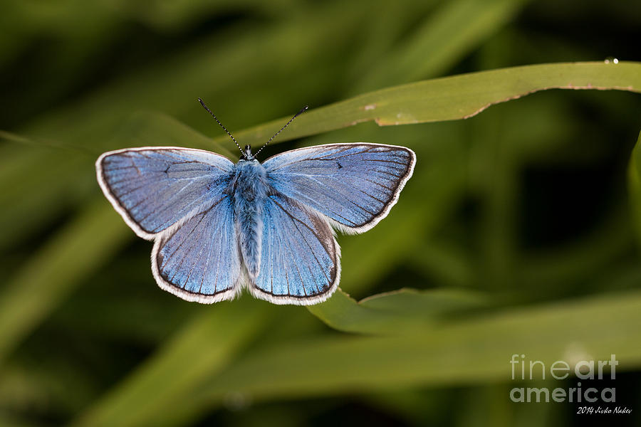Amandas Blue Butterfly #7 Photograph by Jivko Nakev