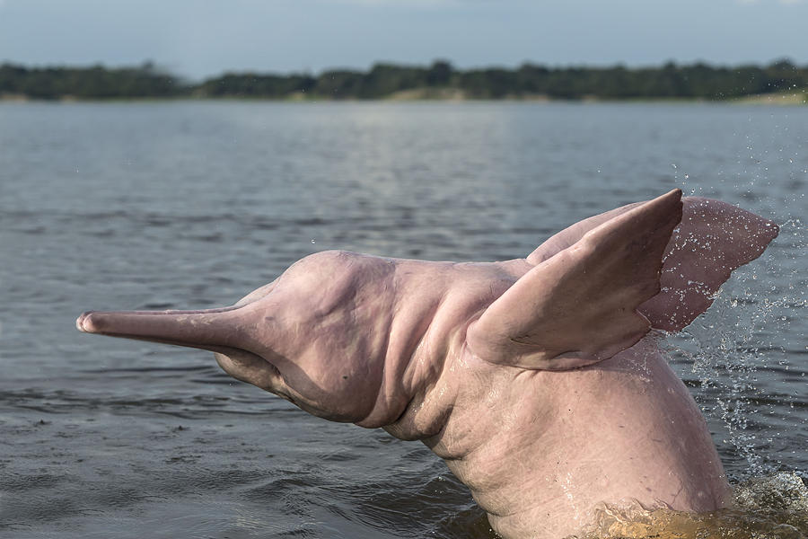 Amazon River Dolphin #7 Photograph by M. Watson