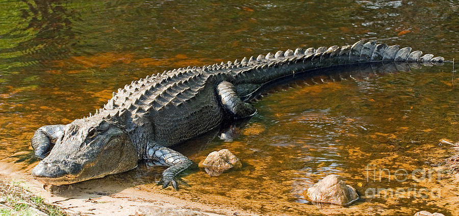 American Alligator #7 Photograph by Millard H. Sharp