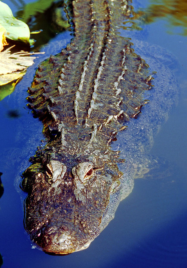 American Alligator Swimming #7 Photograph by Millard H. Sharp