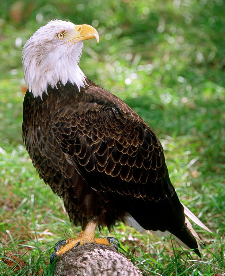 American Bald Eagle #7 Photograph by Millard H. Sharp