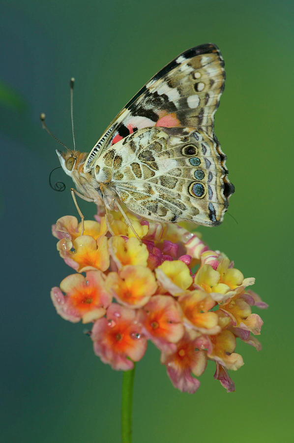 American Painted Lady Butterfly Photograph By Darrell Gulin Fine Art   7 American Painted Lady Butterfly Darrell Gulin 