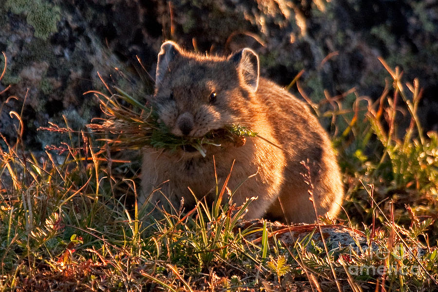 American Pika #7 Photograph by Fred Stearns
