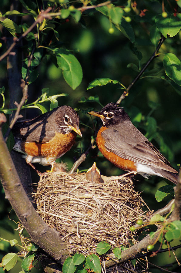 American Robin (Turdus migratorius) Dimensions & Drawings