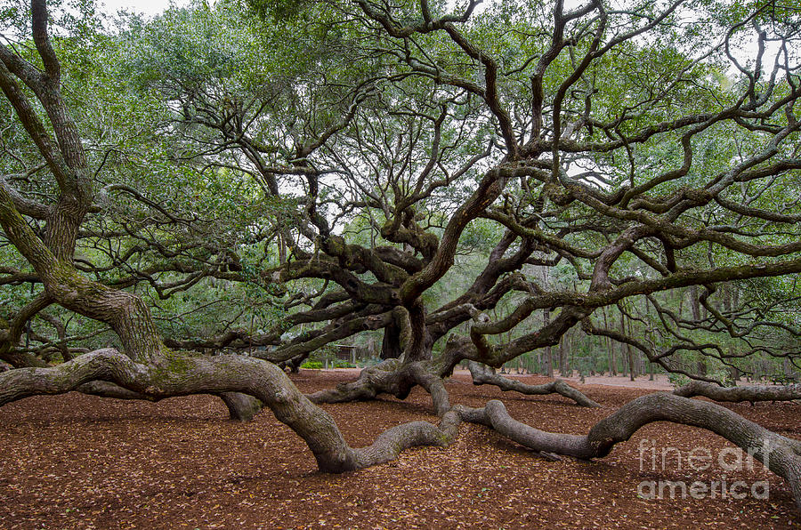 Mighty Branches Photograph by Dale Powell