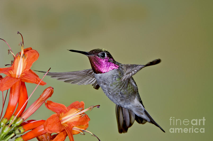 Hummingbird Photograph - Annas Hummingbird #7 by Anthony Mercieca