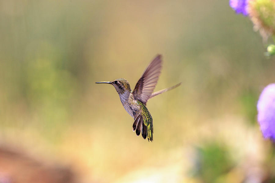 Hummingbird Photograph - Annas Hummingbird #7 by Tom Norring