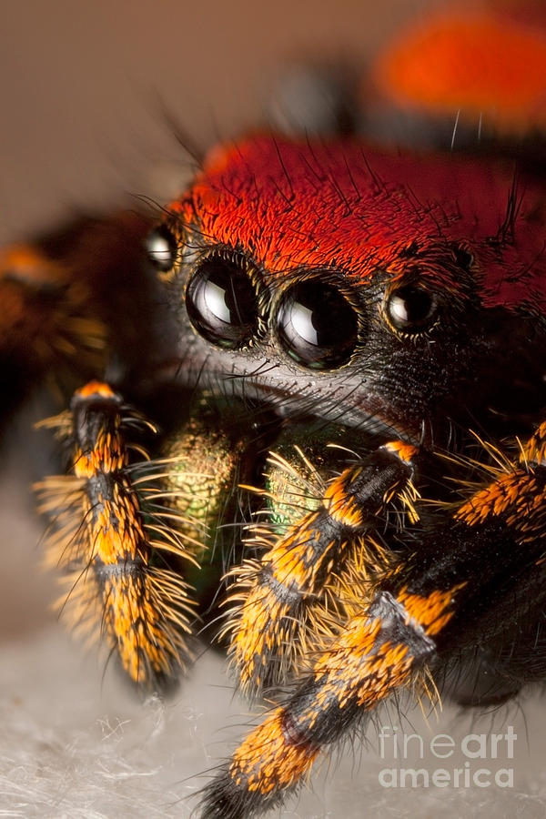Apache Jumping Spider #7 Photograph by Scott Linstead