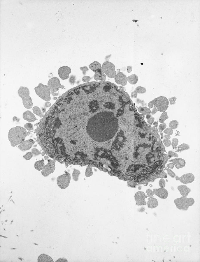 Apoptosis, Human Lymphocyte, Tem Photograph by David M. Phillips