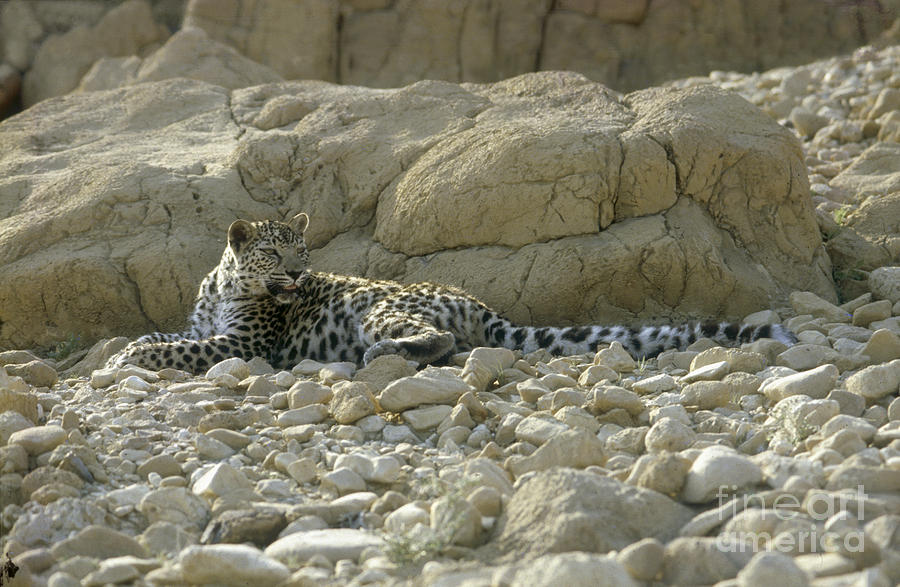 Arabian leopard Panthera pardus #7 Photograph by Eyal Bartov