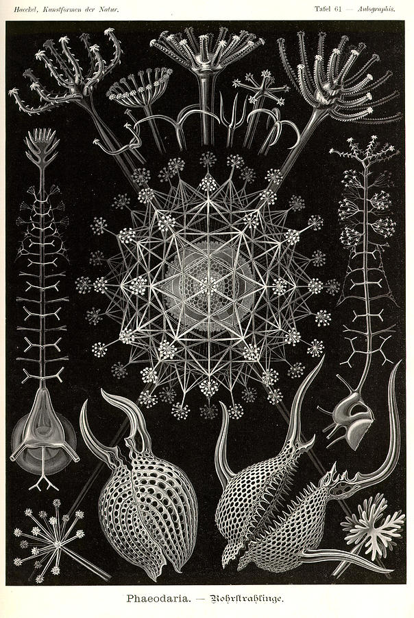 Art Forms In Nature Sea Life Painting By Ernst Haeckel